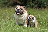 BULLDOG ANGLAIS 012